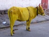 Colourful Animals of Southern India