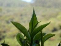 Being Snooty in Ooty